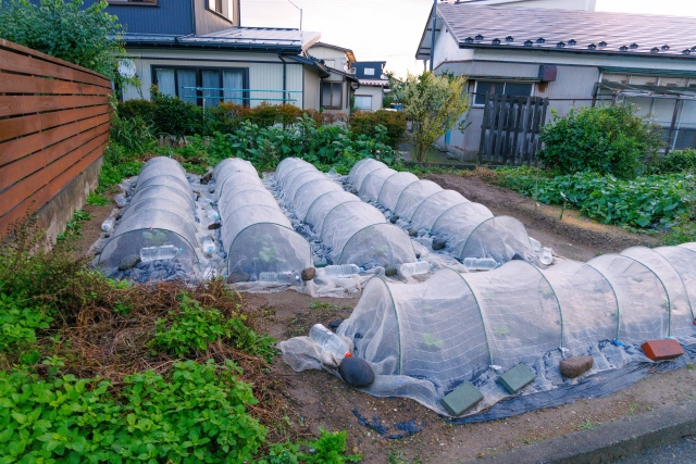 夏の暑さ対策としてネットで覆われた作物のイメージ