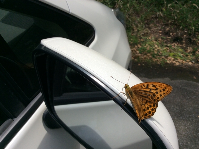 虫除け対策が必要な車