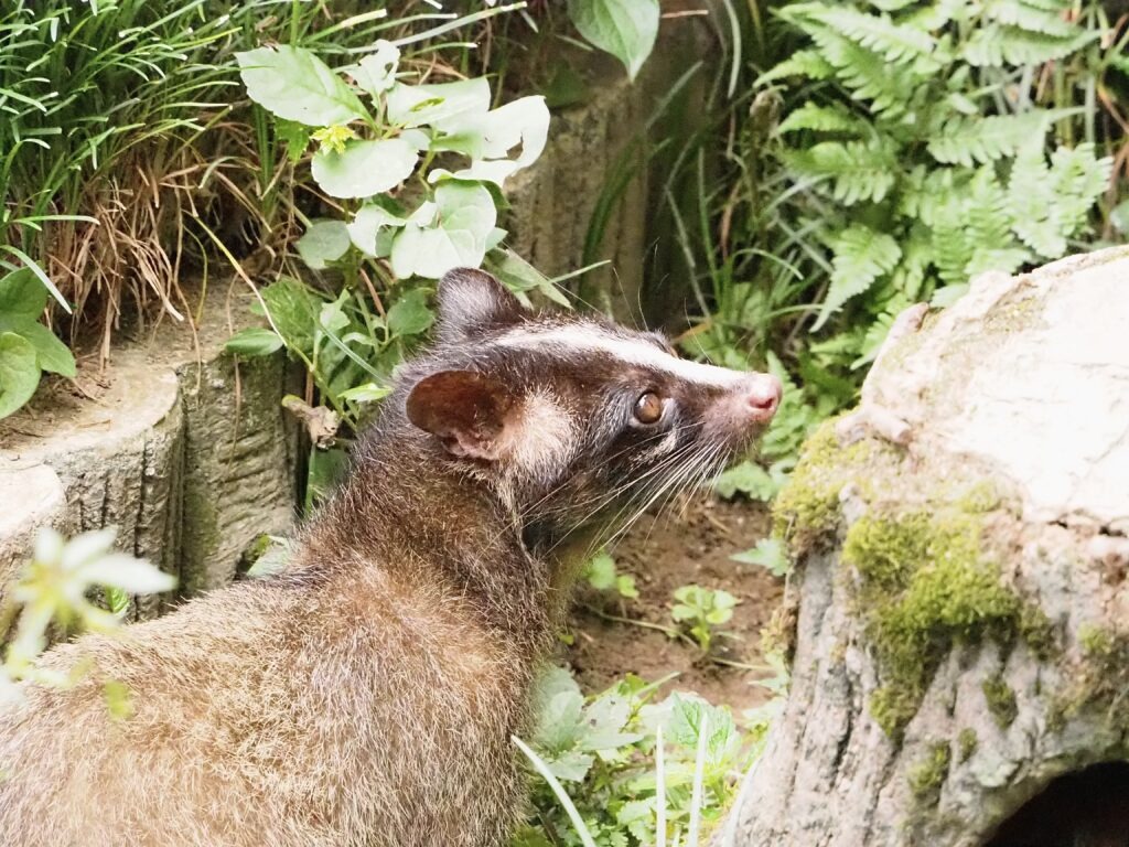 茂みに隠れるハクビシン